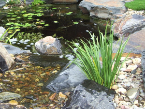 Acorus gramineus (Japanese Sweet Flag) growing in a running stream
