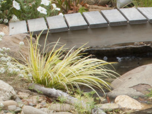 Acorus gramineus 'Ogon', growing in a pondless stream