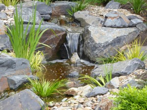 Camberwell Japanese garden stream