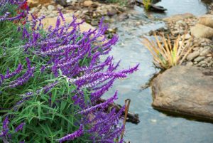 Salvia leucantha beside stream in Marysville.