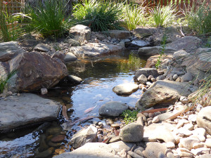 Natural looking native bush creek in Glen Waverley.
