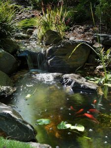 Pond with fish in Japanese style garden Pond with fish in Japanese style garden