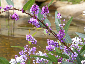 Lysterfield creek with Hardenbergia violacea