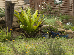 Bird's nest fern in the grotto