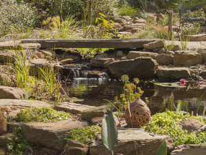 Stream entering the billabong