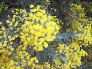 Acacia podalyriifolia