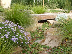 Dry creek bed with Dichondra repens.