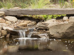 Stream entering the billabong