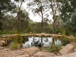 Native garden pond